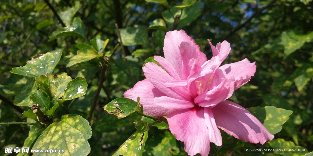 木槿花