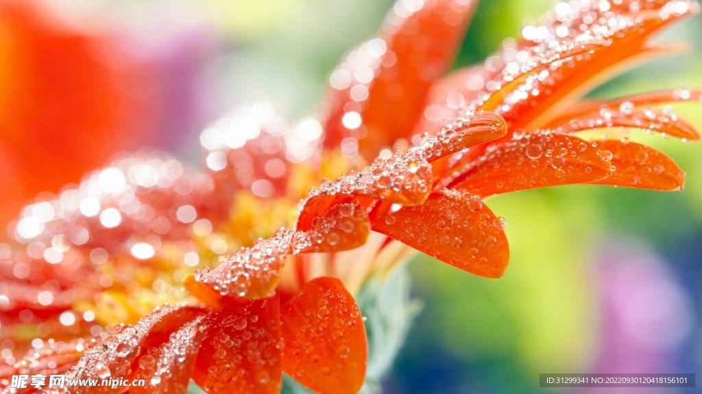 花瓣