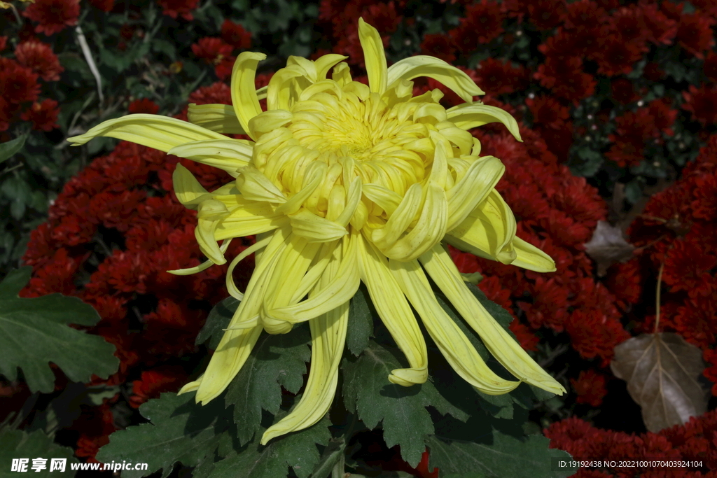 菊花 
