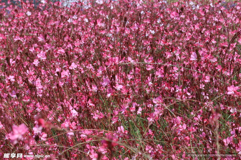 山桃草  