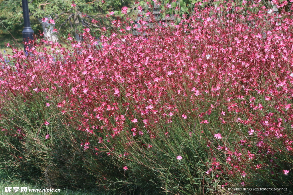山桃草 