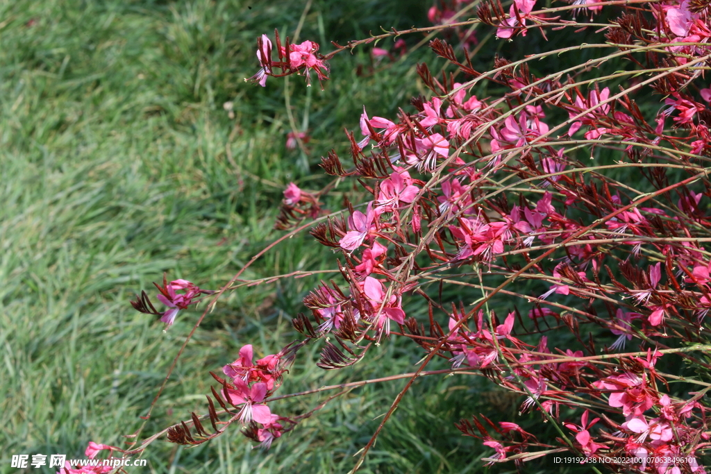 山桃草 