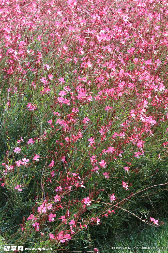 山桃草  
