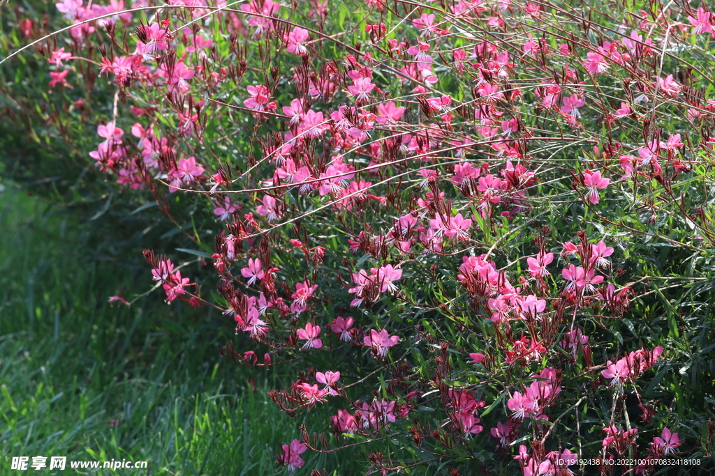 山桃草  