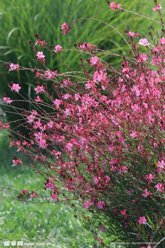 山桃草 