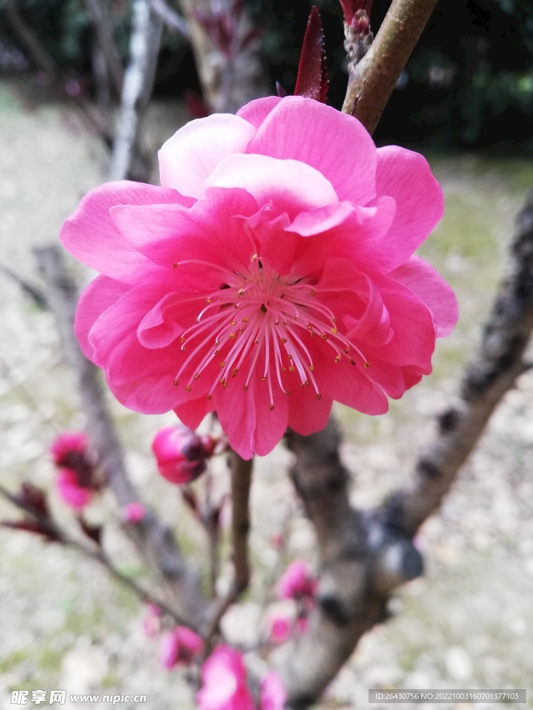千叶桃花