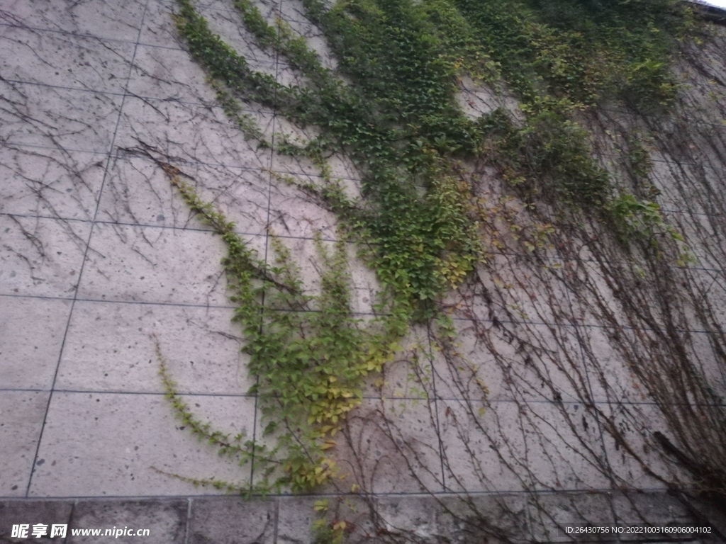 地锦爬山虎