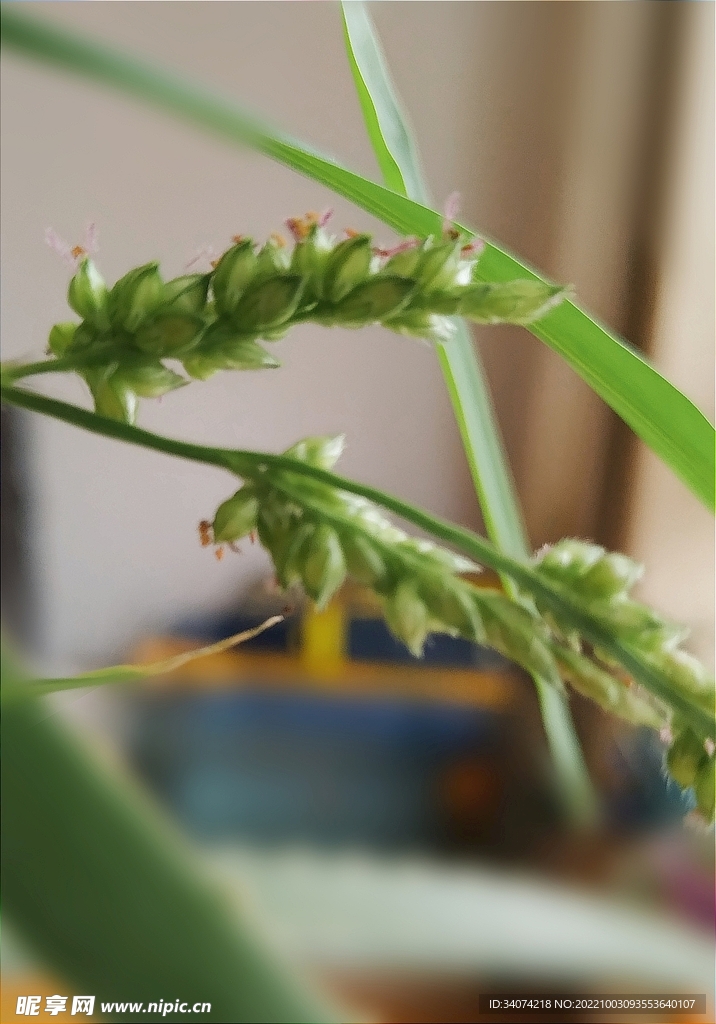 草籽