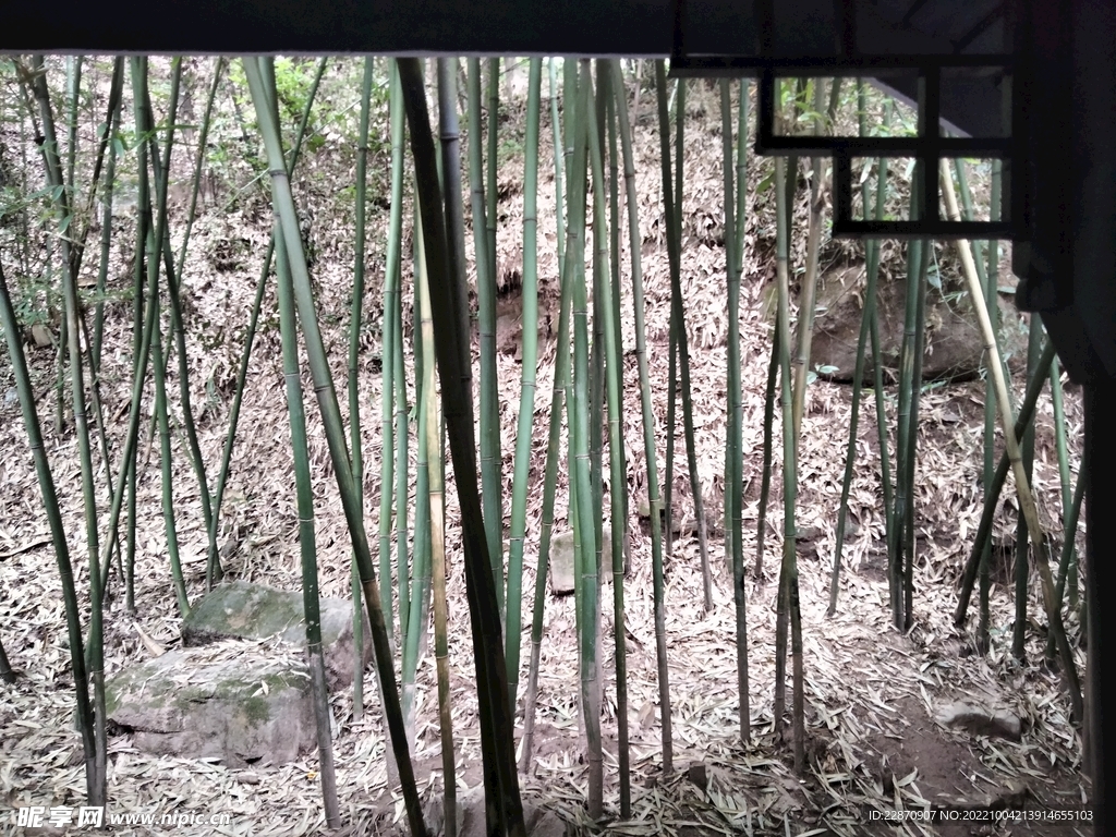 竹林