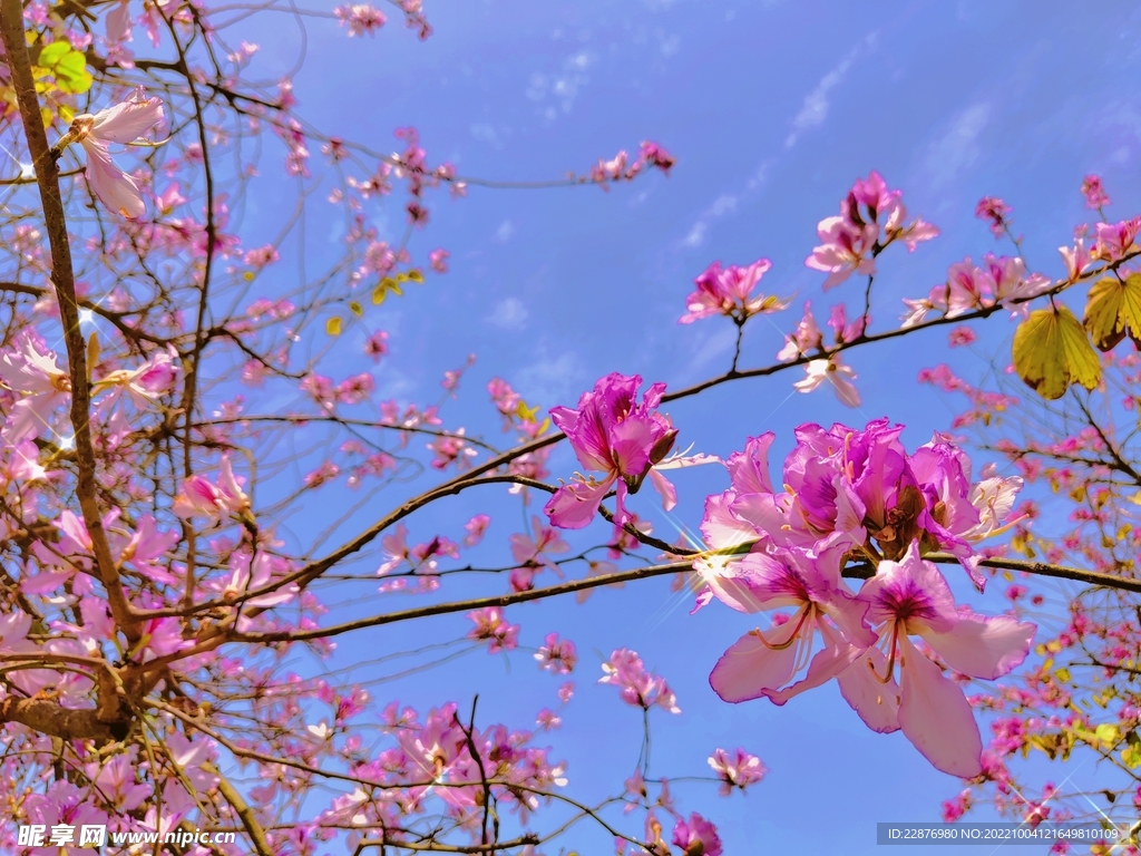  春天里阳光与花