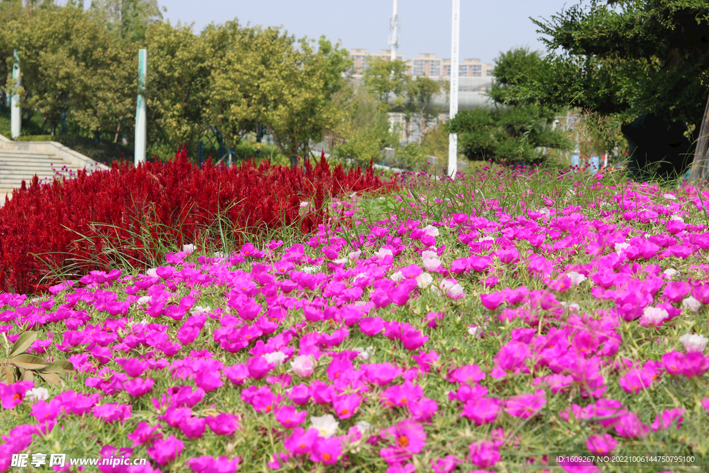 红色马齿苋花