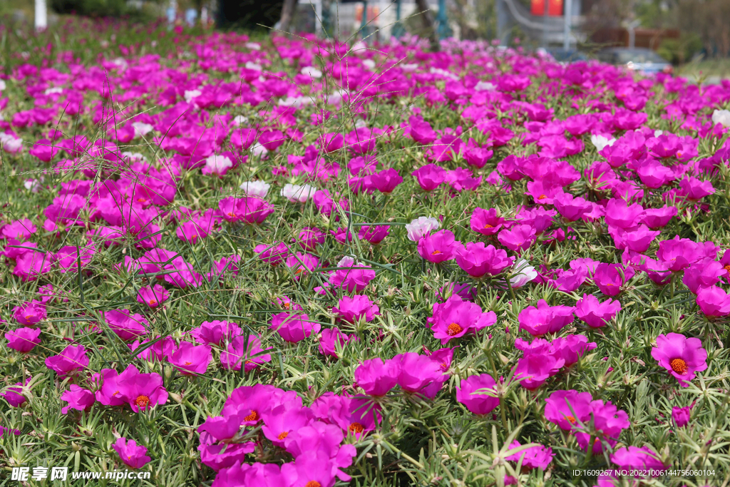 红色美丽的花朵