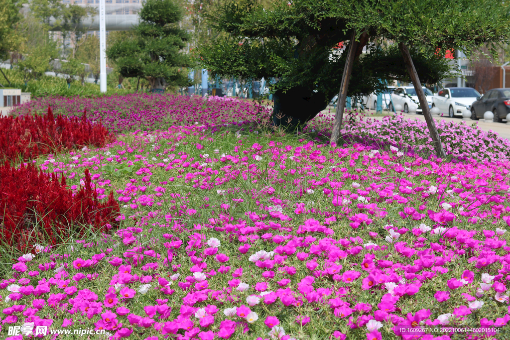 红色的花朵