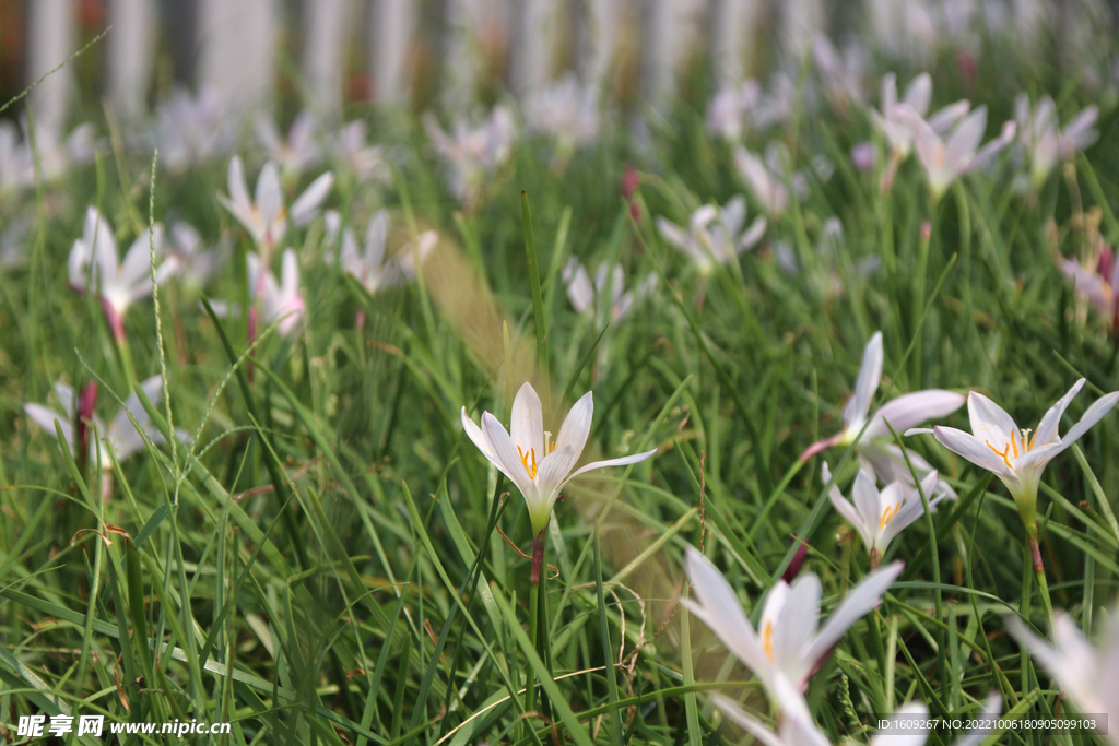 白色小花