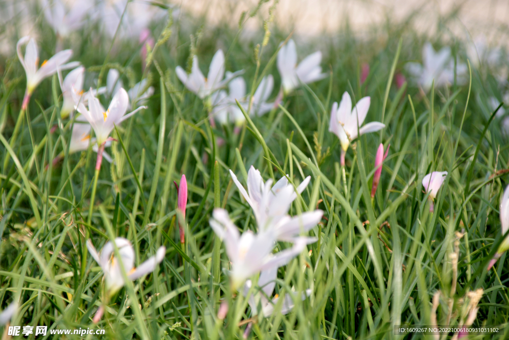 白色韭菜莲