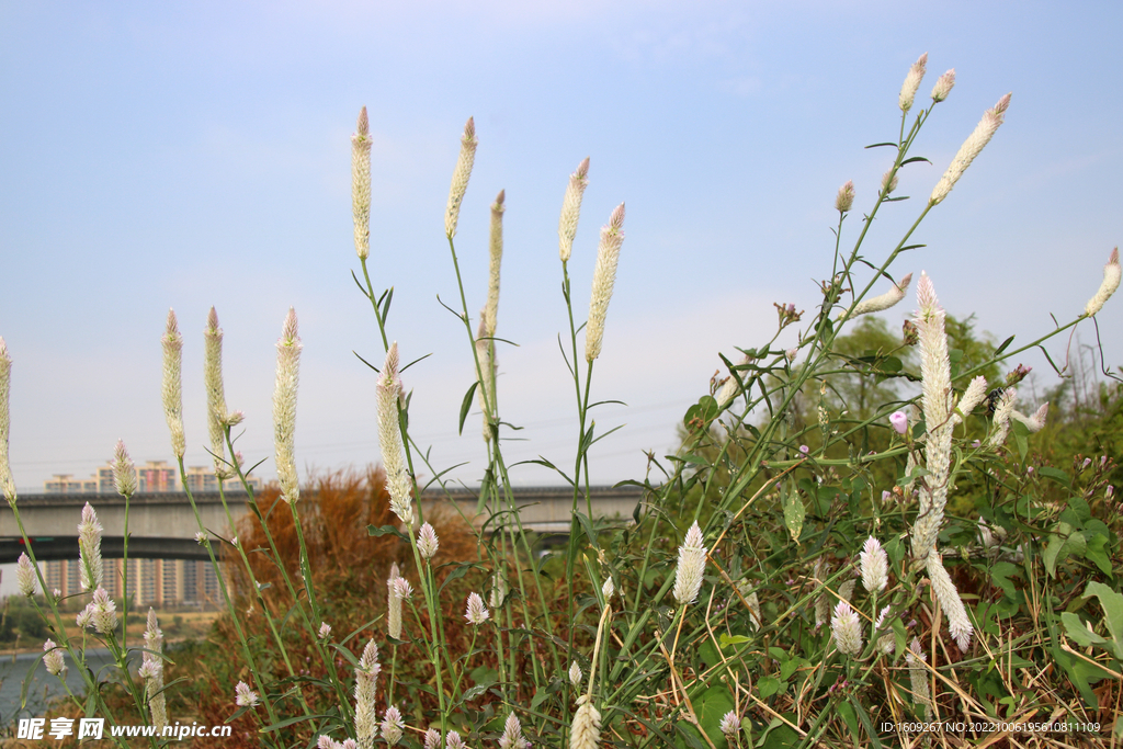 江边的野花