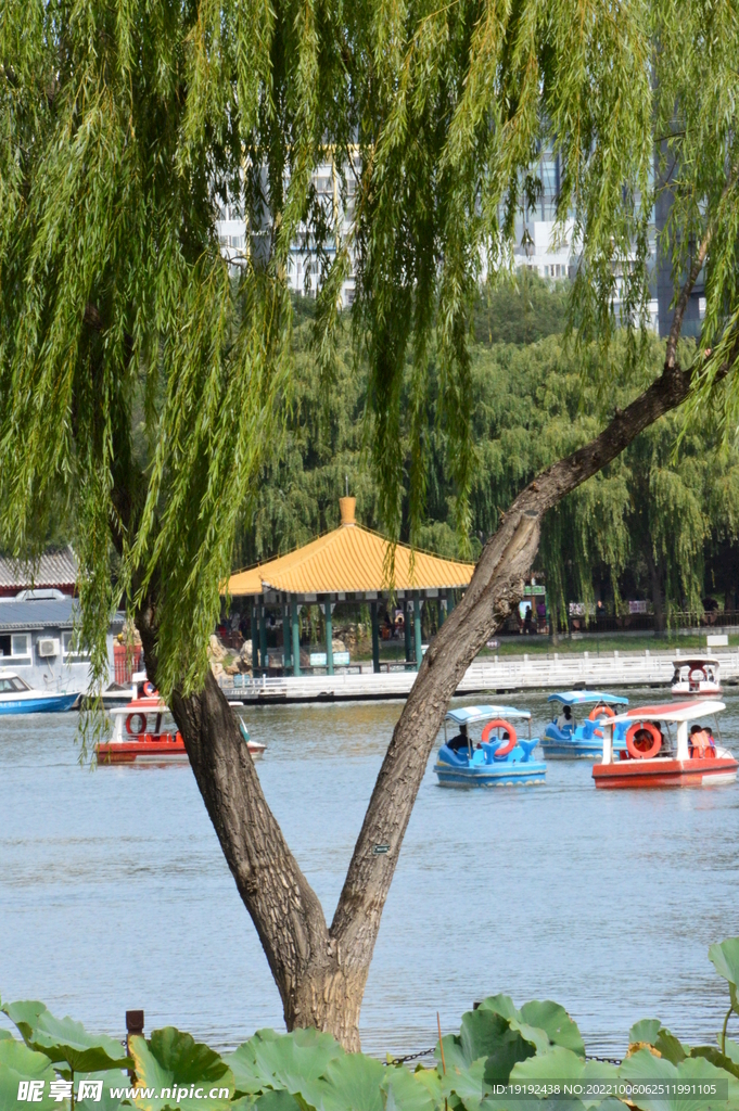 垂柳风景  