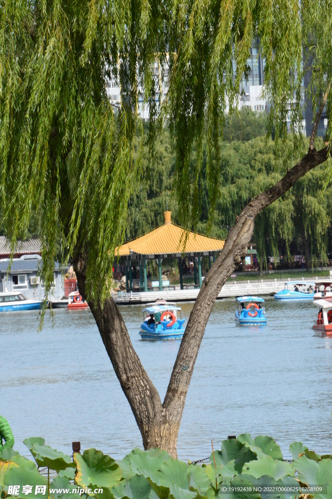 垂柳风景