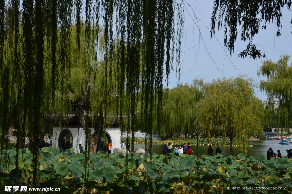 垂柳风景 