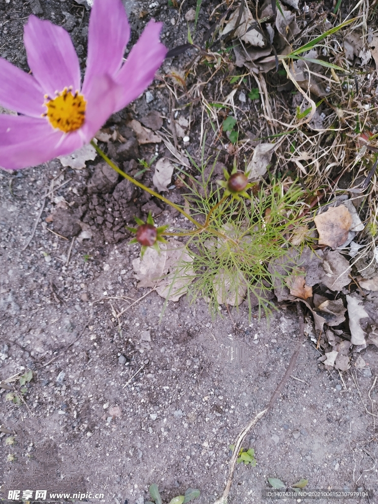 扫帚梅花
