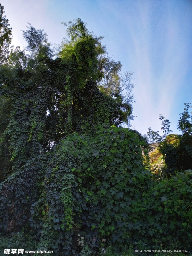 蓝天绿树