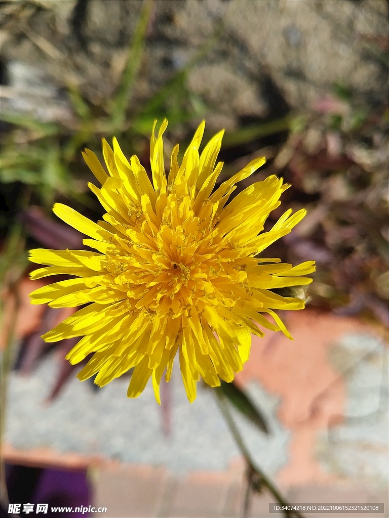 抱茎苦荬菜