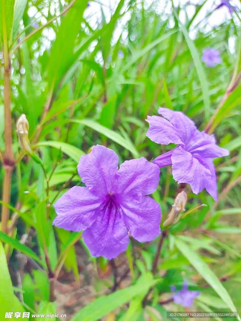 公园花朵