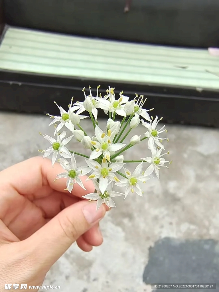 葱开花