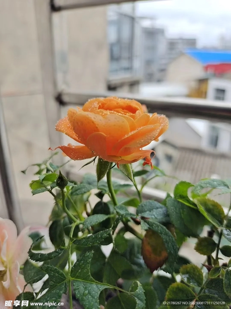 一朵月季花