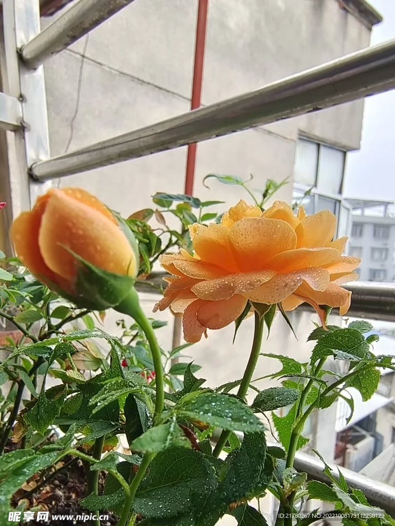 阳台月季花