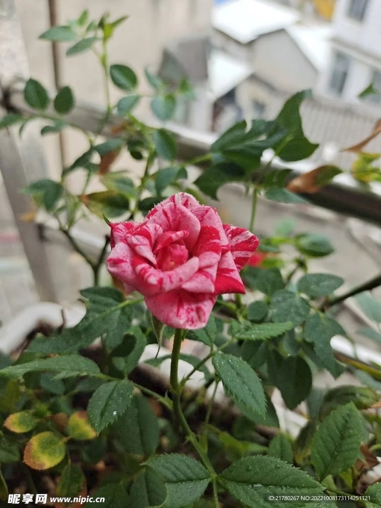 红花月季