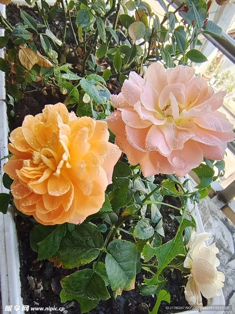变色月季