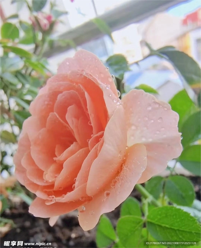 阳台种月季