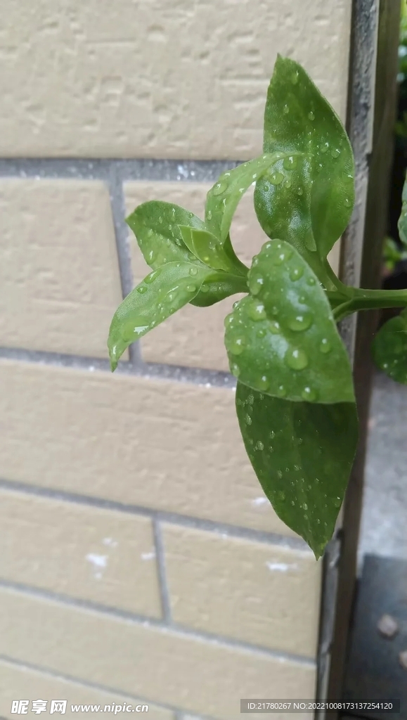 嫩绿植物