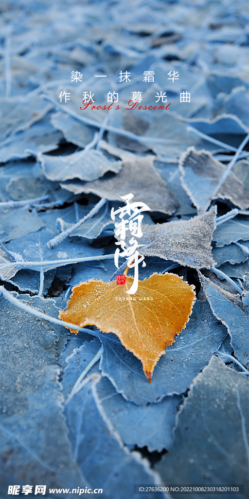霜降节气海报
