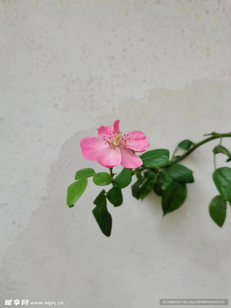 小花