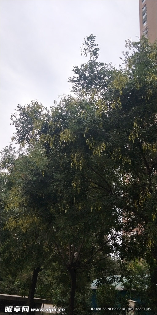 槐树花果