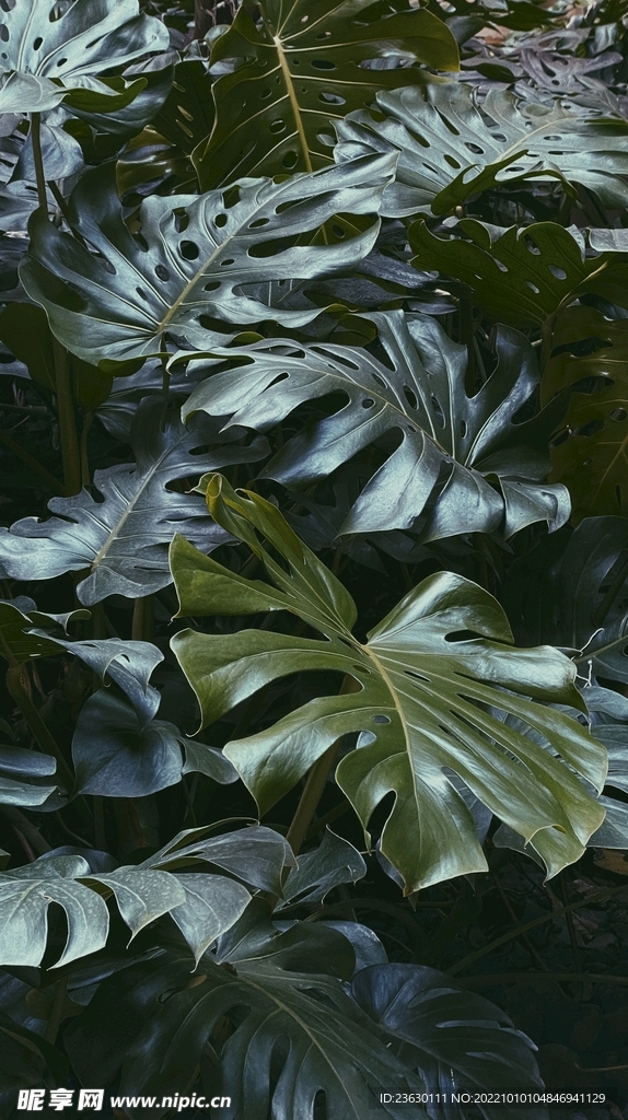 龟背竹