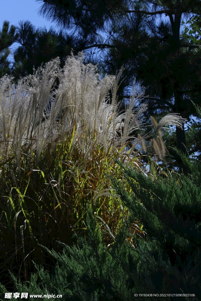 芒草风景 