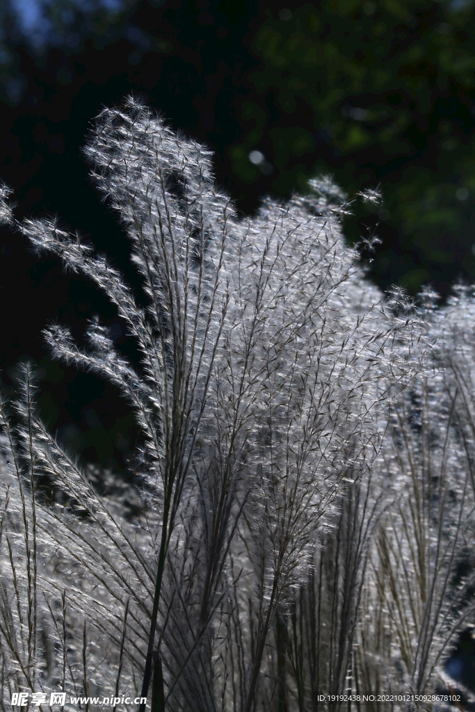 芒草风景 