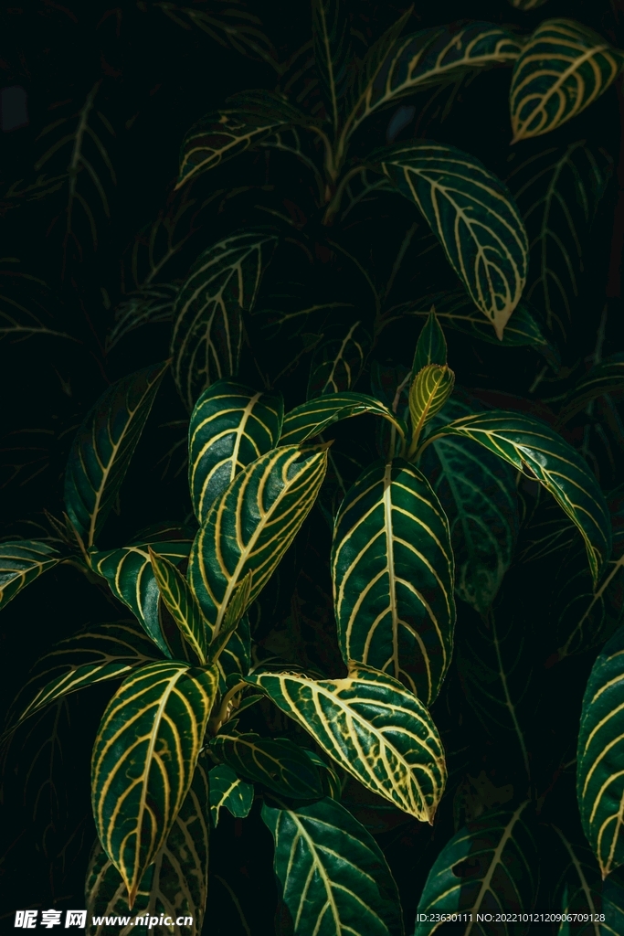 植物