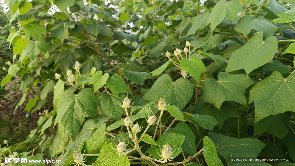 木芙蓉