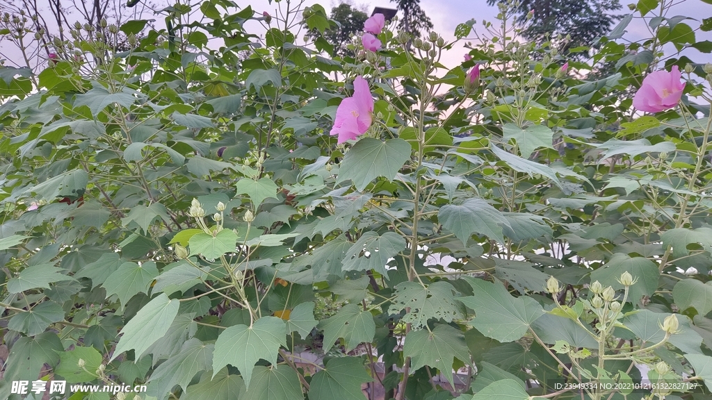 木芙蓉