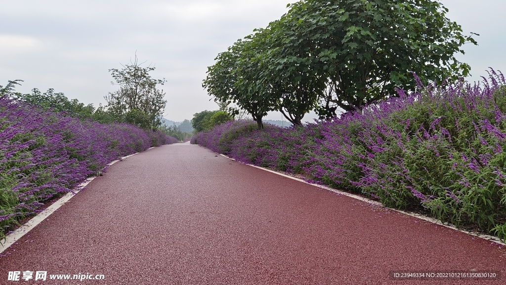 木芙蓉