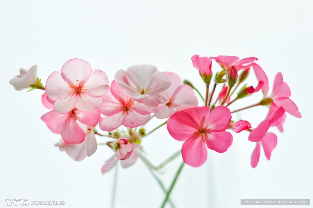 小清新鲜花背景