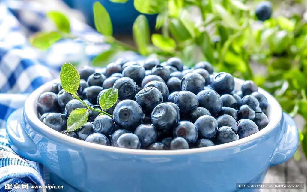 蓝莓摄影图