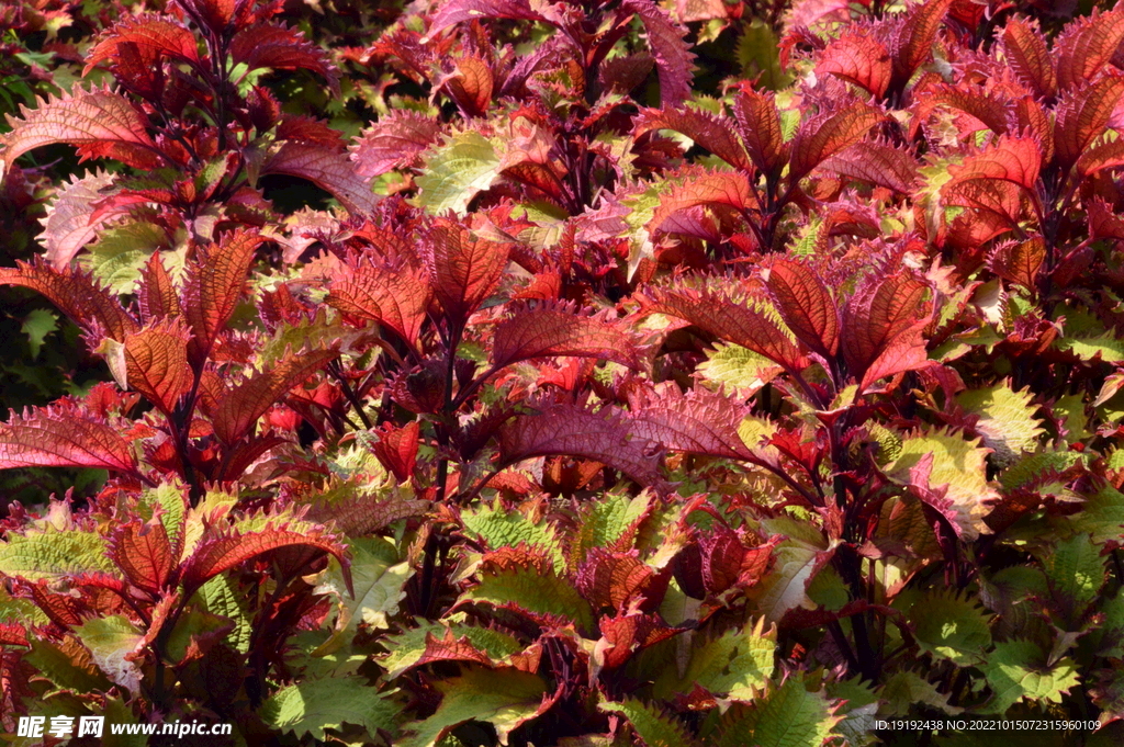 紫苏叶  