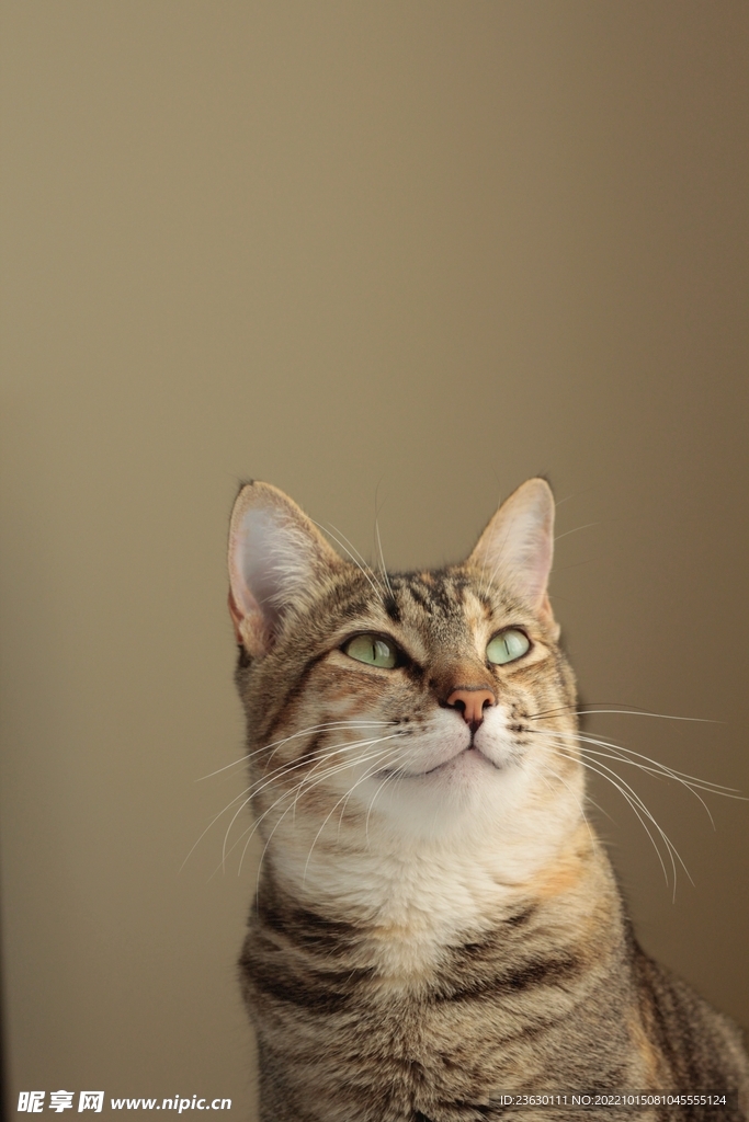 猫咪