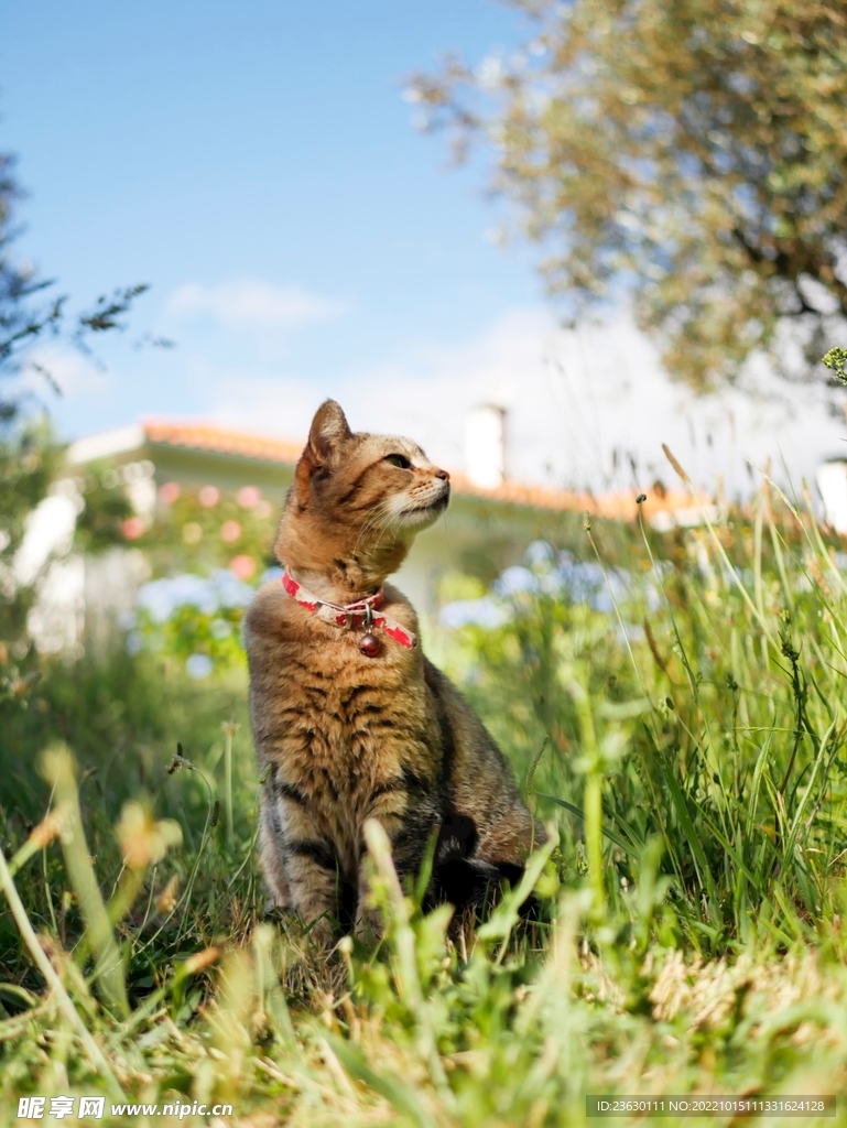 草地上的猫咪
