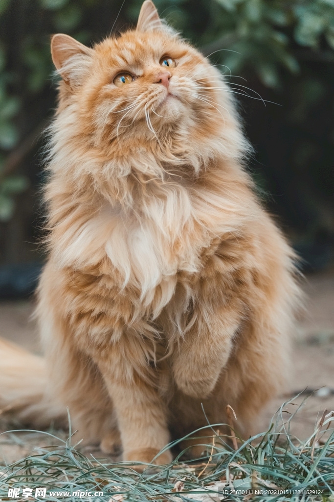 猫
